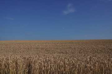 Getreidefeld mit blauem Himmel
