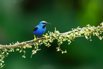 Shining Honeycreeper (Cyanerpus lucidus) male sitting on a branch in the rainforest mear Boca Tapada in Costa Rica
