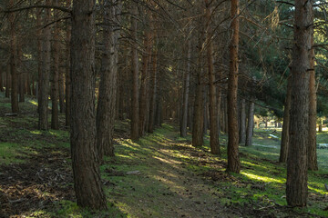 pine forest on the mountain