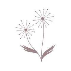 dandelion flowers, vector illustration