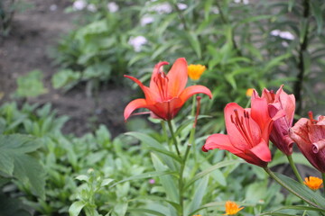 Blood red lilly in the garden among green grass and other flowers