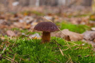 Forest mushroom brown cap boletus growing in the autumn forest among the moss. Edible mushroom (Boletus badius) on sunny autumn day in wood.