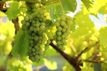 Weintrauben, Weinrebe