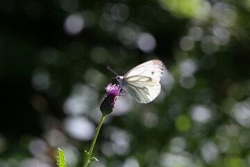Black-veined white butterfly sits on a flower