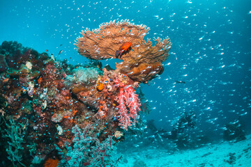 Underwater coral reef scene, colorful corals surrounded by small fish in crystal clear water, Indonesia