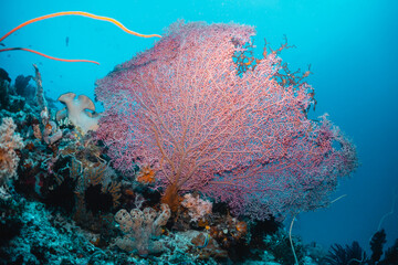 Fototapeta na wymiar Underwater coral reef scene, colorful corals surrounded by small fish in crystal clear water, Indonesia