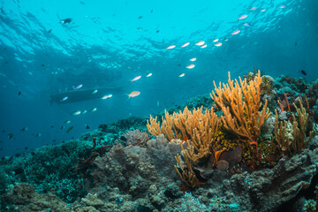 Underwater coral reef scene, colorful corals surrounded by small fish in crystal clear water, Indonesia
