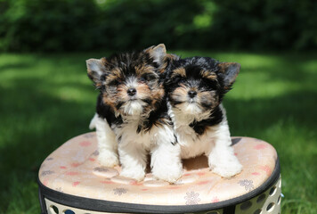 Two Biewer Terrier puppies in nature.
