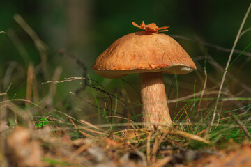 Boletus mushroom in the forest
