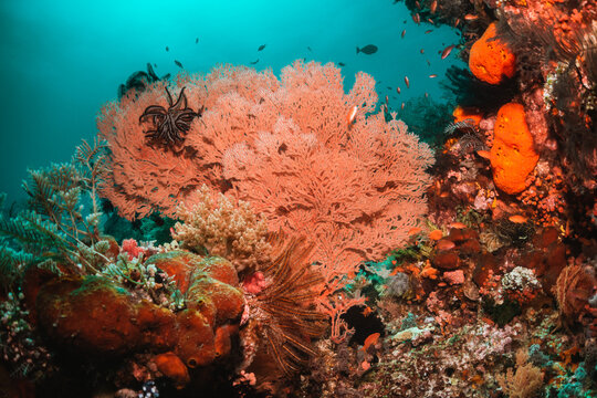 Underwater coral reef scene, colorful corals surrounded by small fish in crystal clear water, Indonesia