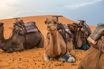Camels resting after a long day of trekking
