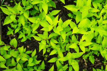 Hydrangea plant growth in the garden. Selective focus.