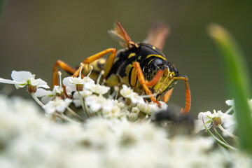Bienen, Hummeln, Bremsen, Wespen, Fliegen, Schmetterlinge, Schwebfliegen beim fressen und bestäuben von Nutzpflanzen und anderen Blumen