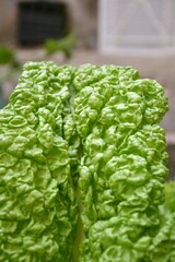 Crumpled chard leaf in vegetable garden.