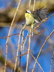 Blue tit perching on a branch