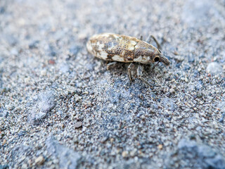 small insect on a green leaf, with a blurry background