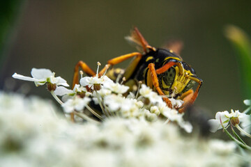 Bienen, Hummeln, Bremsen, Wespen, Fliegen, Schmetterlinge, Schwebfliegen beim fressen und bestäuben von Nutzpflanzen und anderen Blumen