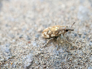 small insect on a green leaf, with a blurry background