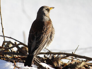 Fieldfare by the shore of a frozen lake