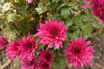 Close shot of magenta colored flowers of Chrysanthemums in November