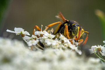 Bienen, Hummeln, Bremsen, Wespen, Fliegen, Schmetterlinge, Schwebfliegen beim fressen und bestäuben von Nutzpflanzen und anderen Blumen
