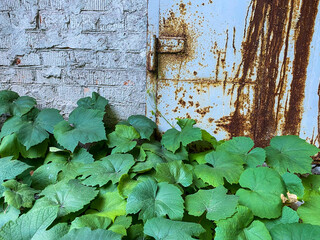 green ivy on the wall