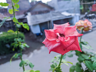 Beautiful flowers with bright colors, with opaque backgrounds