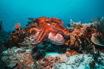 Cuttlefish swimming among colorful coral reef in clear blue water