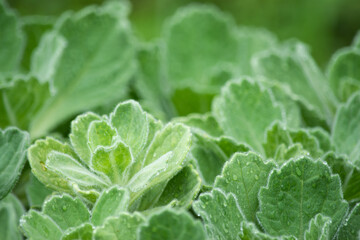 角島のだるまぎく