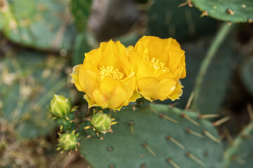 Yellow prickly pear flower in full bloom