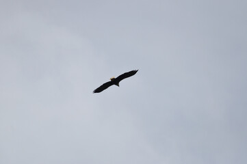 eagle