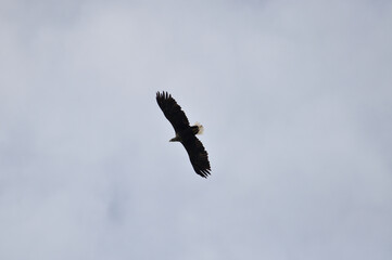 eagle