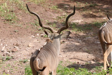 African Kudu by the Chobe River in Botswana