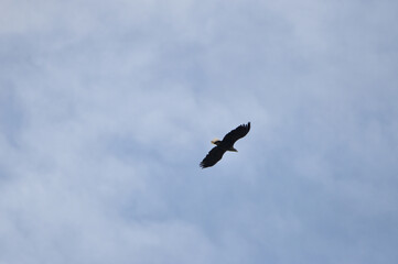 eagle