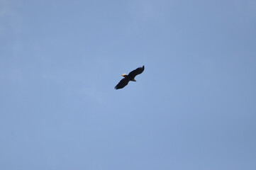 eagle