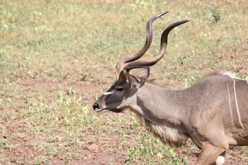 African Kudu by the Chobe River in Botswana