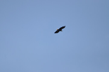 eagle