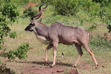 Naklejka na ściany i meble African Kudu by the Chobe River in Botswana