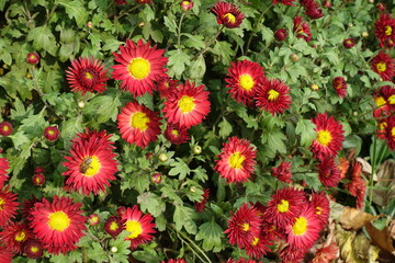 Bee pollinating red and yellow flowers of Chrysanthemums in November