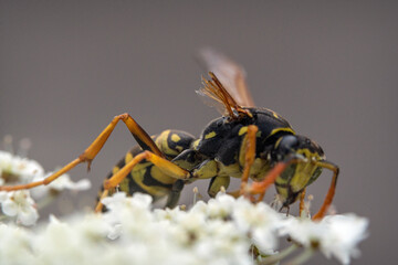 Bienen, Hummeln, Bremsen, Wespen, Fliegen, Schmetterlinge, Schwebfliegen beim fressen und best&auml;uben von Nutzpflanzen und anderen Blumen