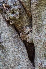 Curved tree trunk with a hollow. Macro nature photography
