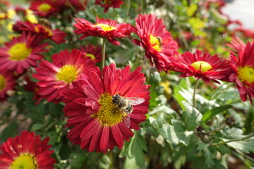 Close view of bee pollinating red and yellow flower of Chrysanthemum in November