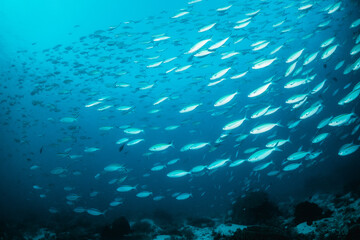 Fototapeta na wymiar Underwater scene, school of reef fish swimming among colorful coral reef