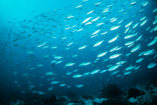Underwater scene, school of reef fish swimming among colorful coral reef