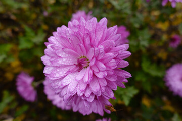 Dense dew on pink flower of Chrysanthemum in mid November