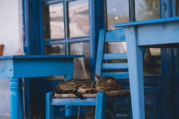 The cat is sleeping on a chair outside 