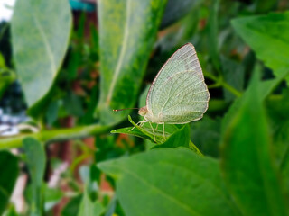 A beatuiful green butterfly in on the leaves. Green background. Blur background.