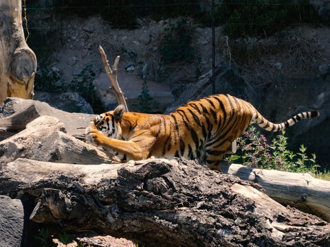 The tiger, Panthera tigris is the largest extant cat species and a member of the genus Panthera.