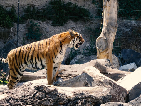 The tiger, Panthera tigris is the largest extant cat species and a member of the genus Panthera.
