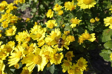 Close view of bee pollinating yellow flowers of Chrysanthemums in mid October